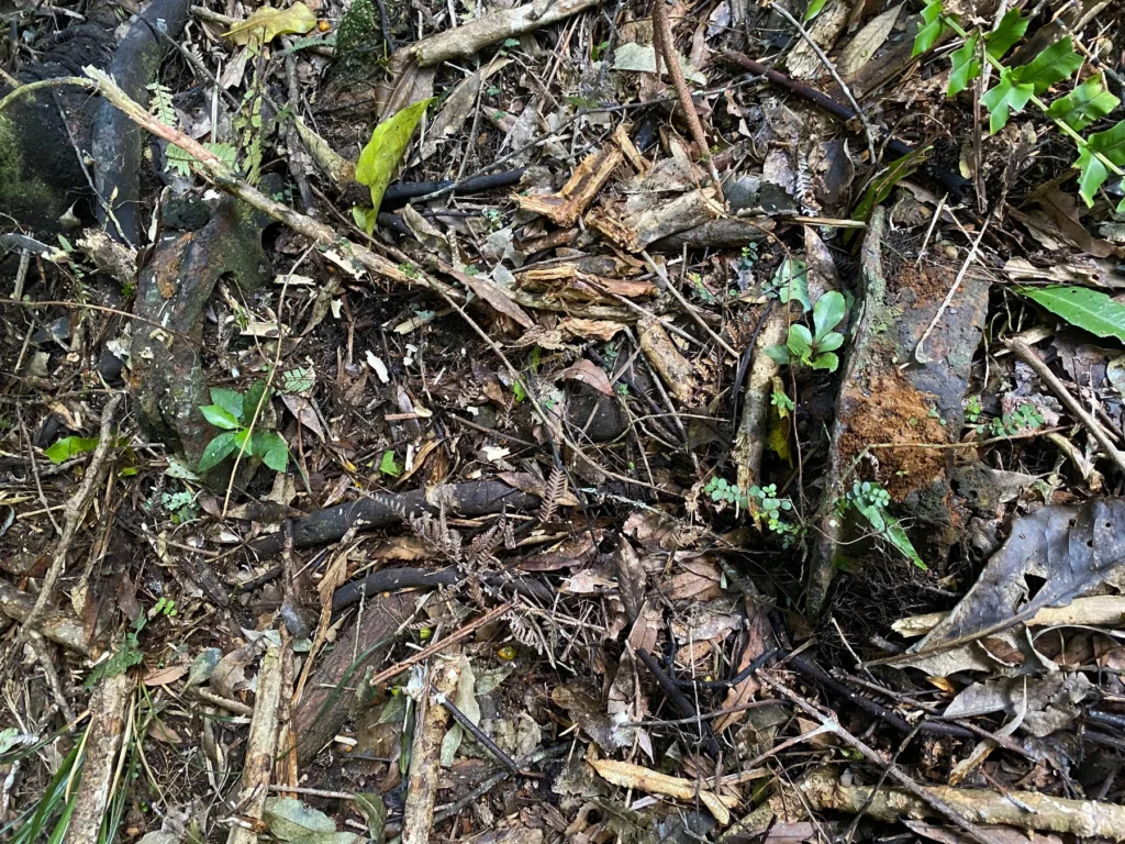 Rails and a cart wheel, secured in time by a tree root.
